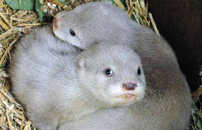 White Baby otter