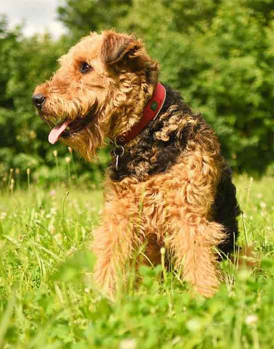 Airedale terrier