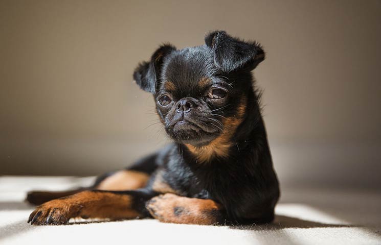 Brussels Griffon dog