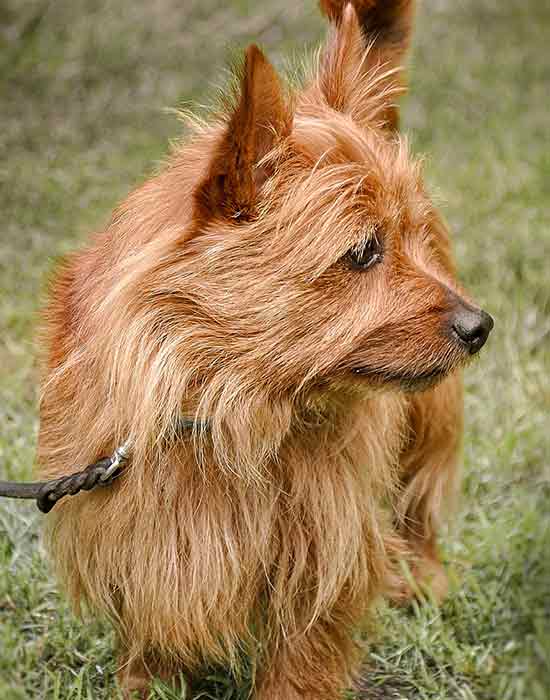 Cairn Terrier