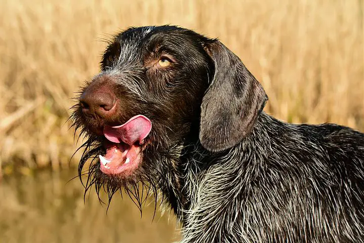 German wirehaired pointer