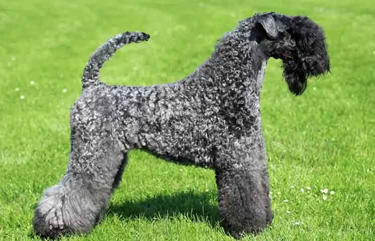 Kerry blue terrier