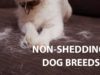 Dogs that Don’t Shed: Small and Large Hypoallergenic Breeds Non-Shedding dogs-Hypoallergenic