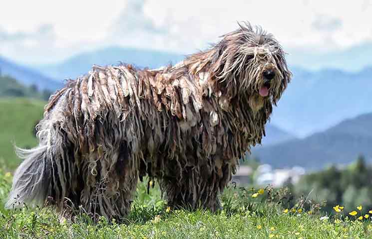 triple coat dog