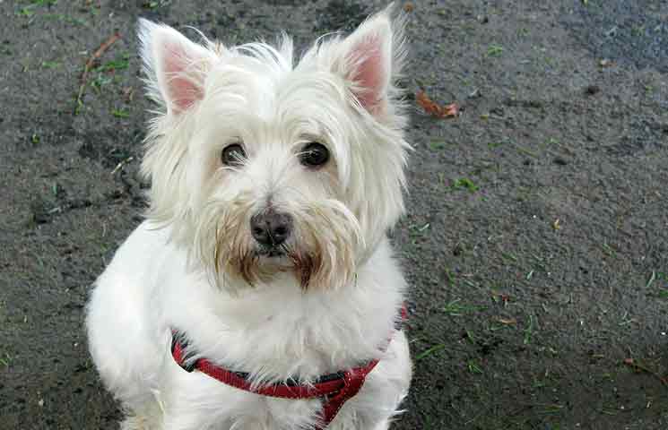 West Highland White Terrier