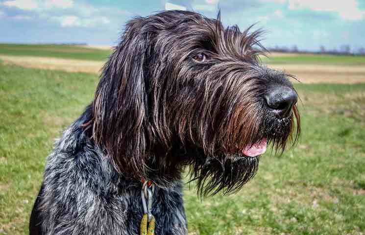 Wirehaired pointing griffon