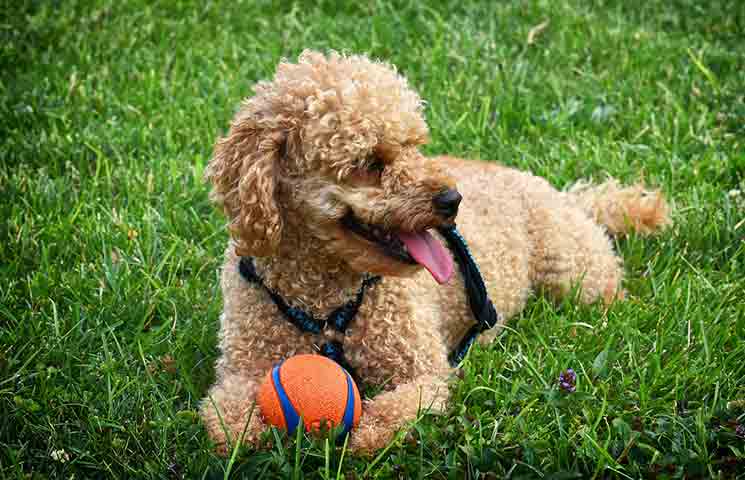 Cute Poodle