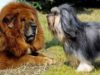 Dog Breeds that Look Like a Lion. Dog breeds that look a lion