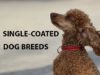 Single Coated Dog Breeds + Grooming Ideas Single Coat Dog Breeds with Grooming Ideas