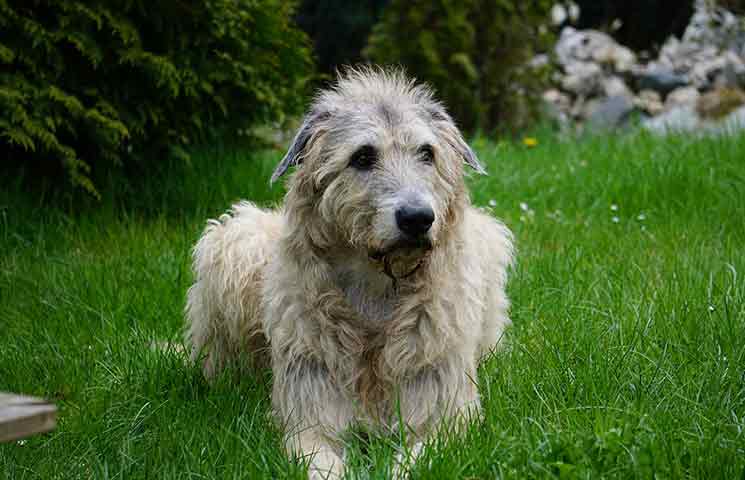 Irish wolfhound