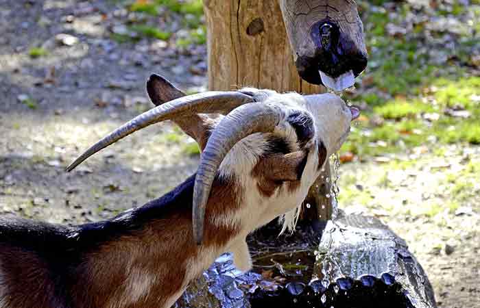 Goat water intake