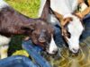 Goat Waterers: Automatic, Trough & Heated + Watering Ideas and Tips Goat waterers guide and watering tips