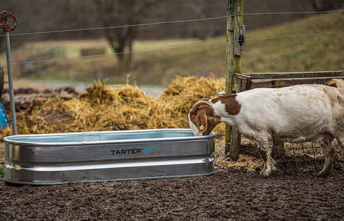 Goat Water Feeder steel